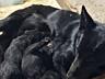 Продаются щенки немецкой овчарки(чёрные)