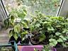 Продам комнатные цветы в большом ассортименте.
