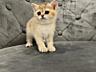 Шотландские котята. Золотая шиншилла
