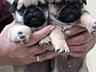Продаются щенки мопса 
