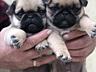 Продаются щенки мопса 