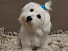 Продаются Щенок мальтийской болонки! С прививками и документами!