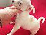 Продам щенков чихуахуа мини и супер мини (карманные) от породистых 