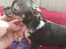 Продам щенков чихуахуа мини и супер мини (карманные) от породистых 