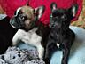 В продаже Французские Бульдоги