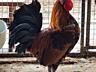Карликовые петухи Бентамки