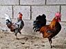 Карликовые петухи Бентамки