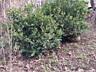 Продам кусты Самшит