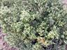 Продам кусты Самшит
