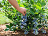 Голубика крупноплодная