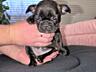 Щенки французского бульдога редких окрасов