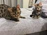 Бенгальские котята