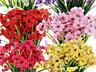 Красивые букеты