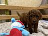 Продаются щенки пуделя