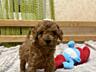 Продаются щенки пуделя