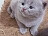Лиловые шотландские котята