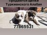Продаются щенки Туркменского Алабая
