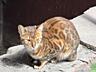 Отдам Бенгальскую кошку