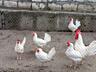 Продам куры Леггорн