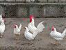 Продам куры Леггорн