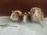 Продаются морские свинки: мама с 2 малышами