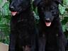 Щенки Немецкой овчарки