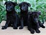 Щенки Немецкой овчарки