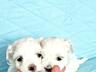 Щенки мальтийской болонки (bichon maltese)