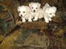 Щенки мальтийской болонки (bichon maltese)