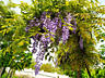 Глицинию Блю Мун. Wisteria – Вистерия. Цена 100 лей. Саженцы.