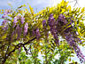 Глицинию Блю Мун. Wisteria – Вистерия. Цена 100 лей. Саженцы.