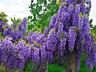 Глицинию Блю Мун. Wisteria – Вистерия. Цена 100 лей. Саженцы.