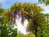 Глицинию Блю Мун. Wisteria – Вистерия. Цена 100 лей. Саженцы.