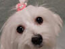 Продаются Щенки мальтийской болонки! С прививками и документами!