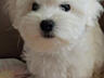 Продаются Щенки мальтийской болонки! С прививками и документами!