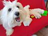 Продаются Щенки мальтийской болонки! С прививками и документами!