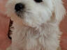Продаются Щенки мальтийской болонки! С прививками и документами!