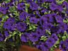 Петуния, колеус, бользамин, бархатцы, лобелия