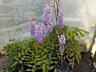 Глицинию Блю Мун. Wisteria – Вистерия. Цена 100 лей. Саженцы.