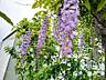 Глицинию Блю Мун. Wisteria – Вистерия. Цена 100 лей. Саженцы.