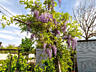 Глицинию Блю Мун. Wisteria – Вистерия. Цена 100 лей. Саженцы.