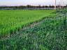 В продаже земельный участок в селе Молодежное рядом с городом ...