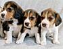 Щенки Бигля