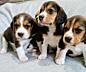 Щенки Бигля