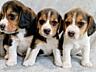Щенки Бигля