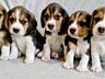 Щенки Бигля