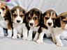 Щенки Бигля