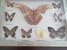 Картины, чеканка, коллекция бабочек