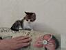 Котята в добрые, заботливые руки!