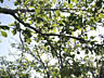 Продаётся дача в Одесской области, в Лиманском районе. Земельный ...